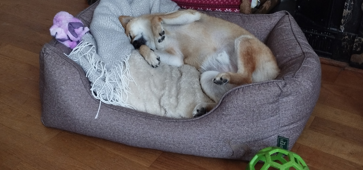 bien-etre chien.jpg